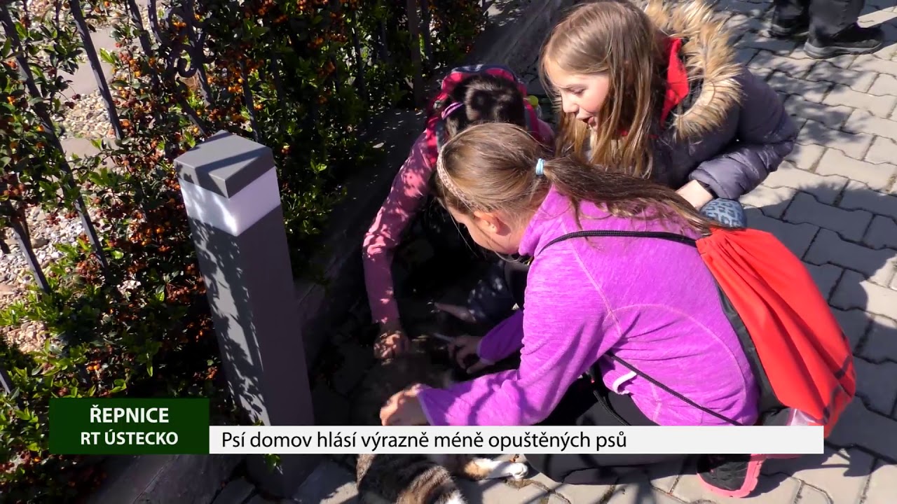 Řepnice: Psí domov hlásí výrazně méně opuštěných psů