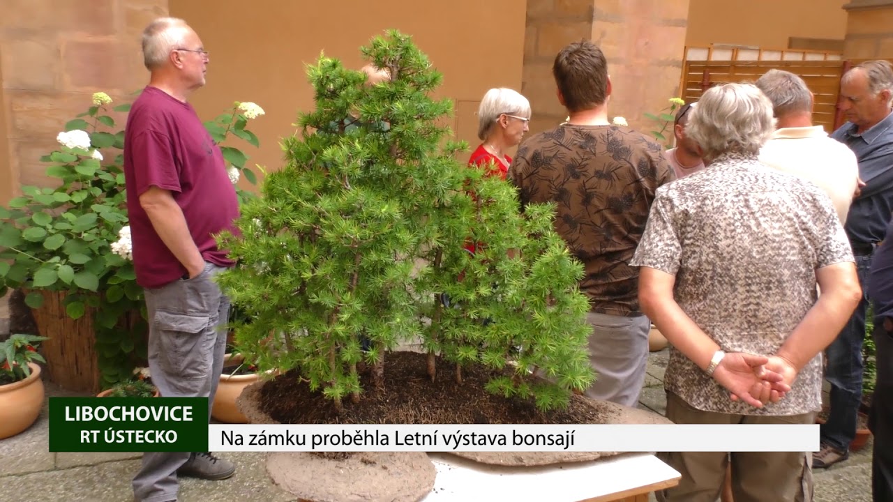 LIBOCHOVICE: Na zámku proběhla Letní výstava bonsají