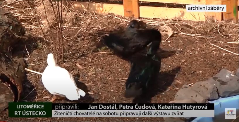 ŽITENICE – Další výstava domácích zvířat je již dnes