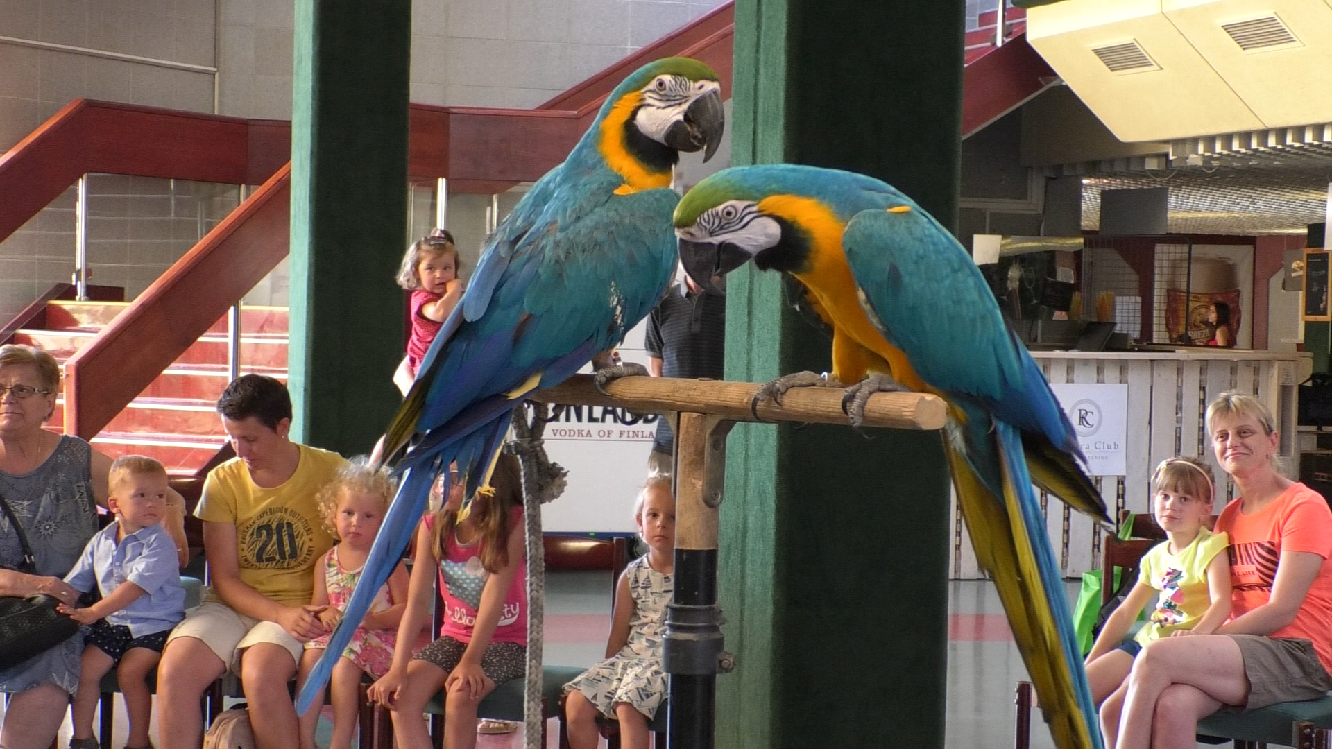 LITOMĚŘICE: Rozpustilý letní čtvrtek tentokrát s papoušky