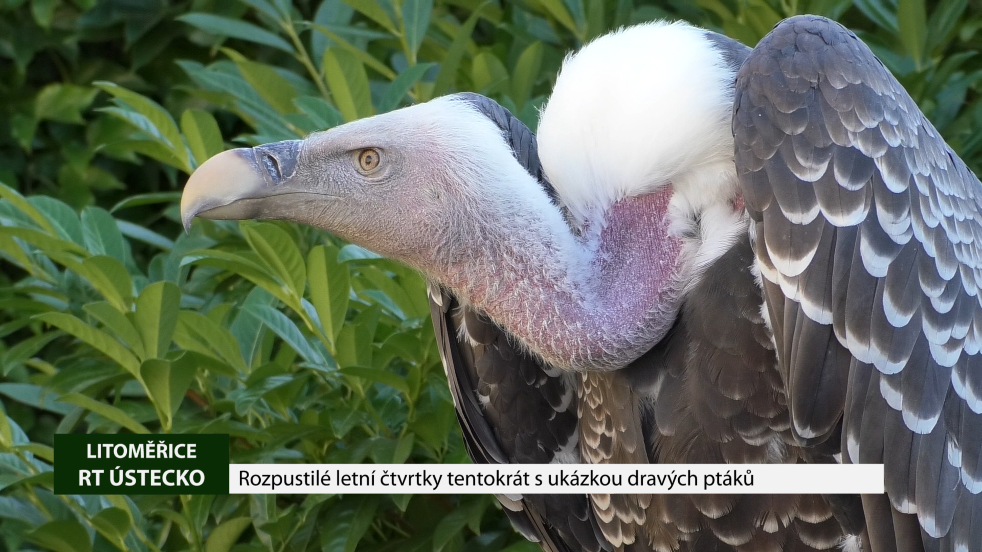 LITOMĚŘICE: Rozpustilé letní čtvrtky tentokrát s ukázkou dravých ptáků