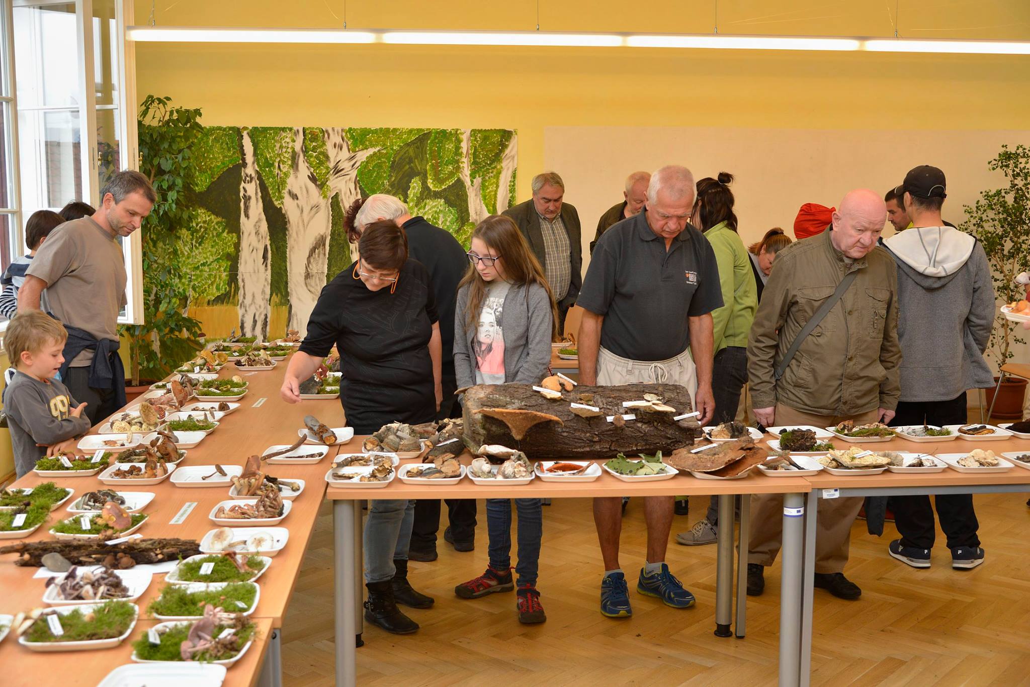 Mykologický den v ústeckém muzeu nabídne výstavu hub a zajímavé povídání