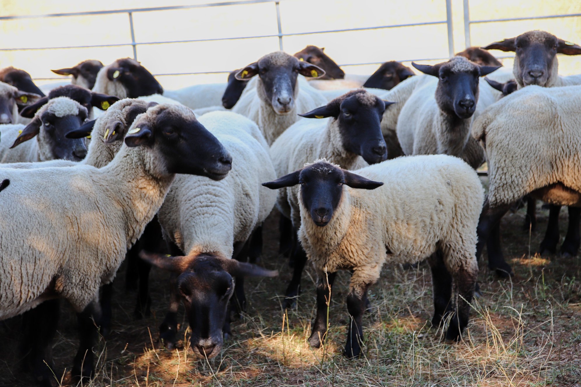 Na Hlinnou se tuto sobotu vracejí „Slavnosti pastvin“