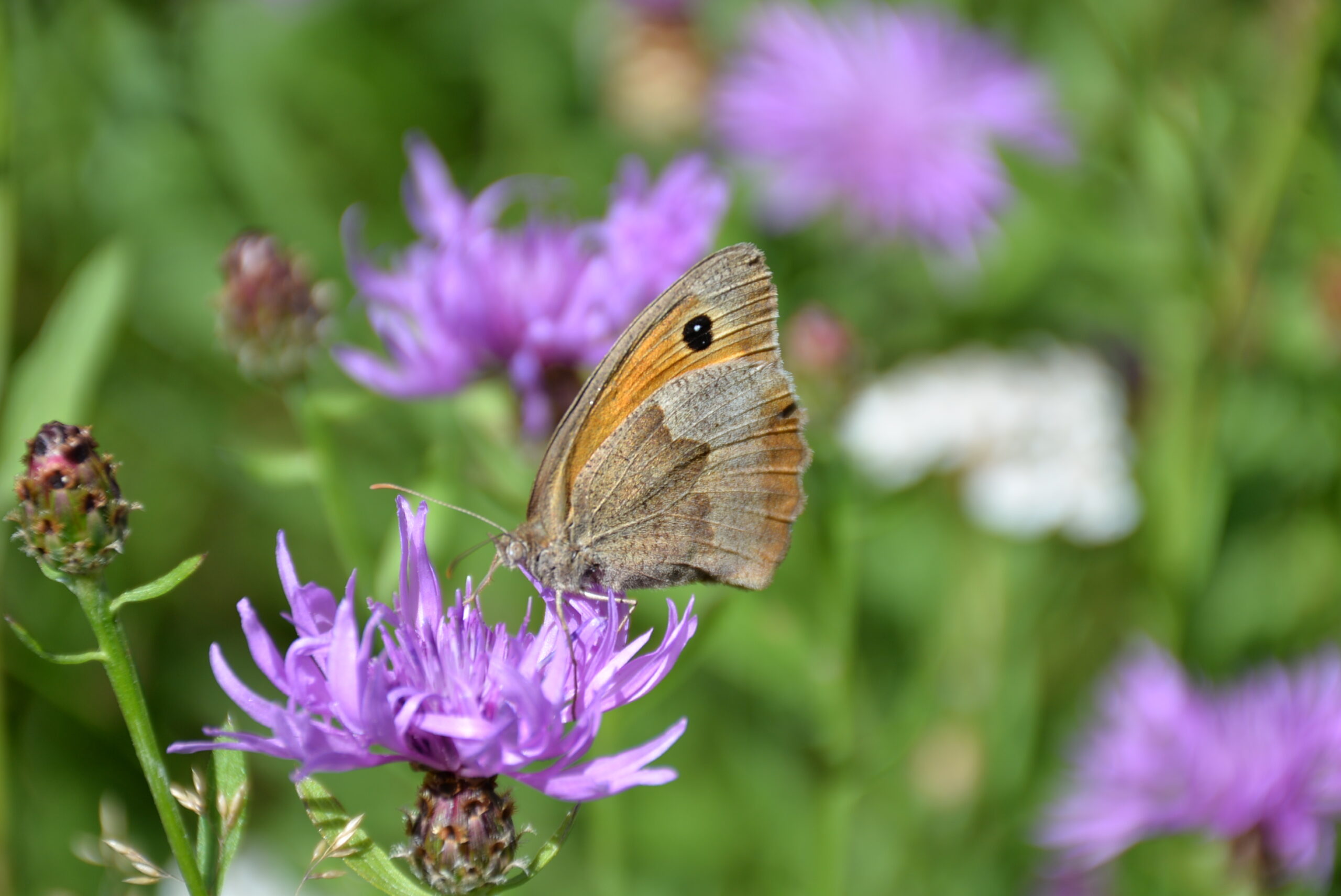Ústecká ZOO pořádá tuto sobotu „Den hmyzu“