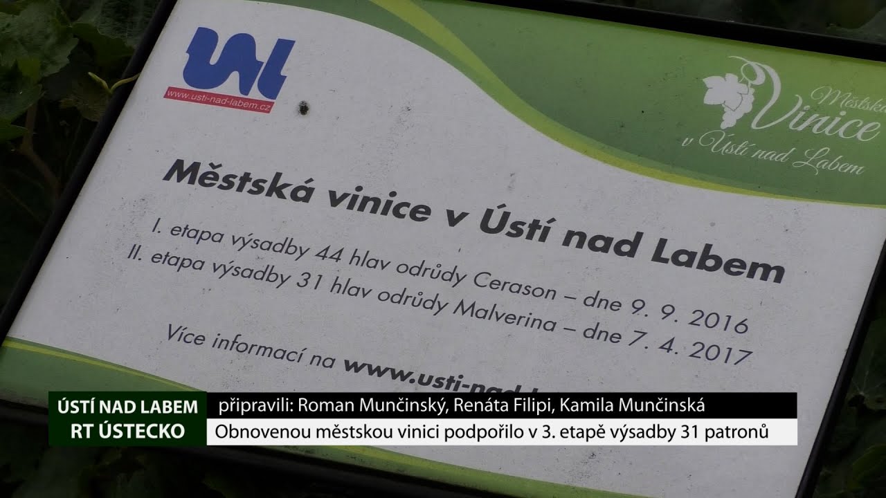 ÚSTÍ NAD LABEM: Obnovenou městskou vinici podpořilo v 3.etapě výsadby 31 patronů