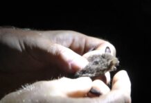 LIBOCHOVICE: Hradozámecká noc byla tentokrát s netopýry