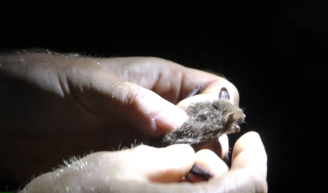 LIBOCHOVICE: Hradozámecká noc byla tentokrát s netopýry