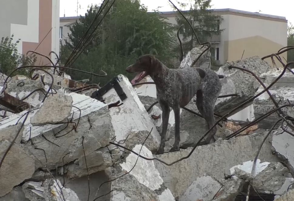 LOVOSICE: V bývalé olejně zachraňovali psi v rámci soutěže zavalené lidi