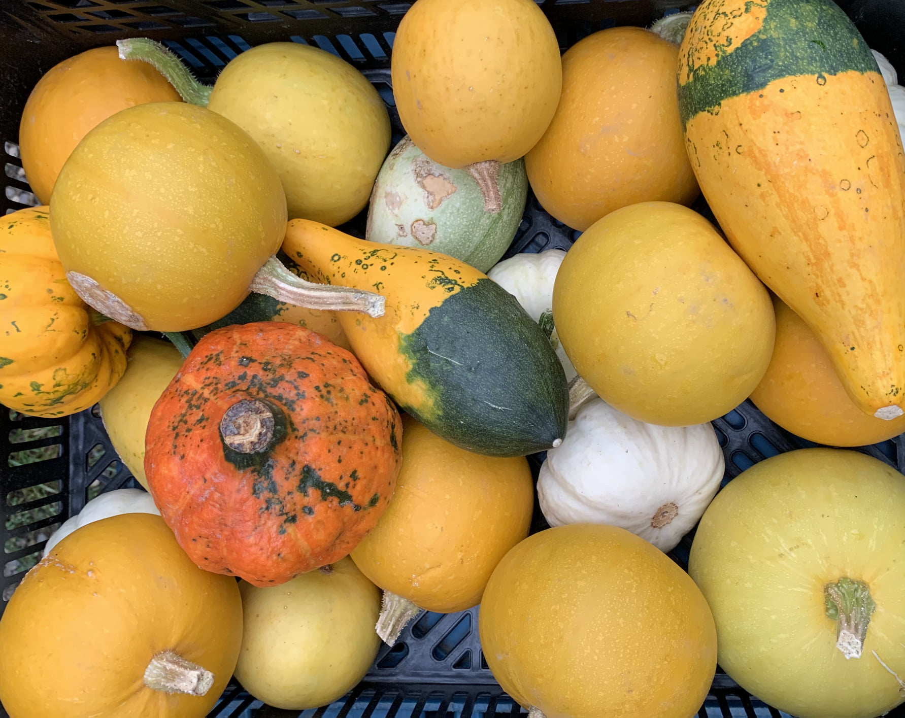 Roudnické farmářské trhy v sobotu budou!