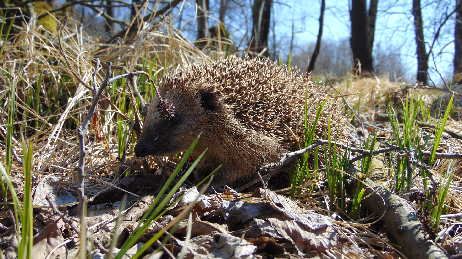 Záchranná stanice zvířat u Třebušína je plná ježků
