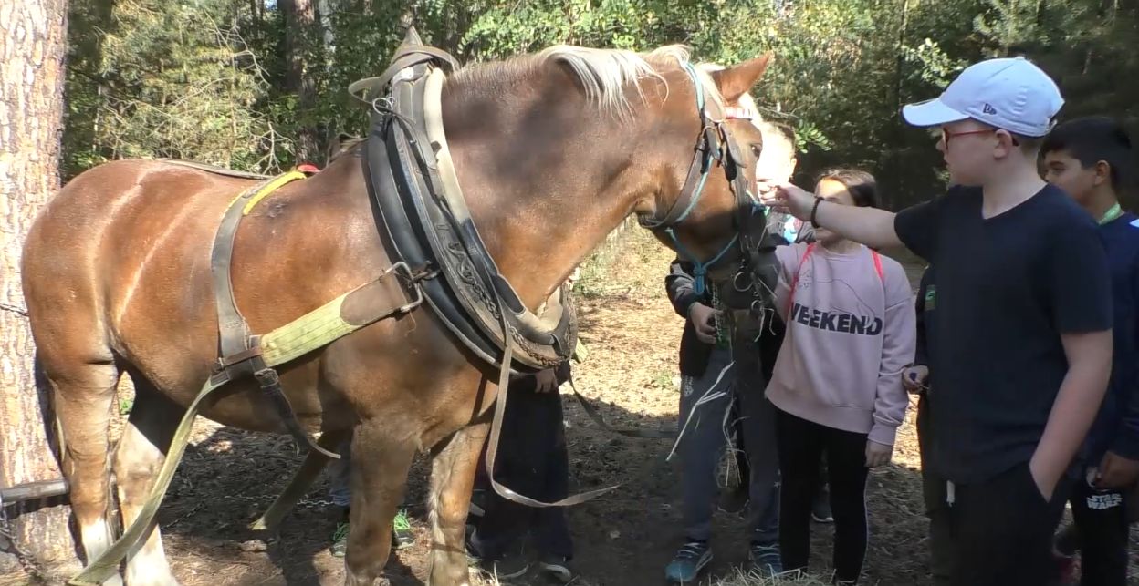 STRAČÍ: Školáci se s lesníky učili poznávat les
