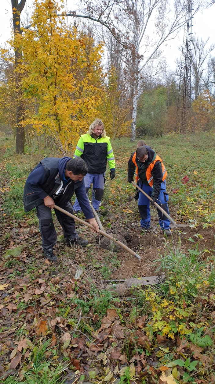 ŠTĚTÍ: Na svatého Martina proběhla výsadba stromů