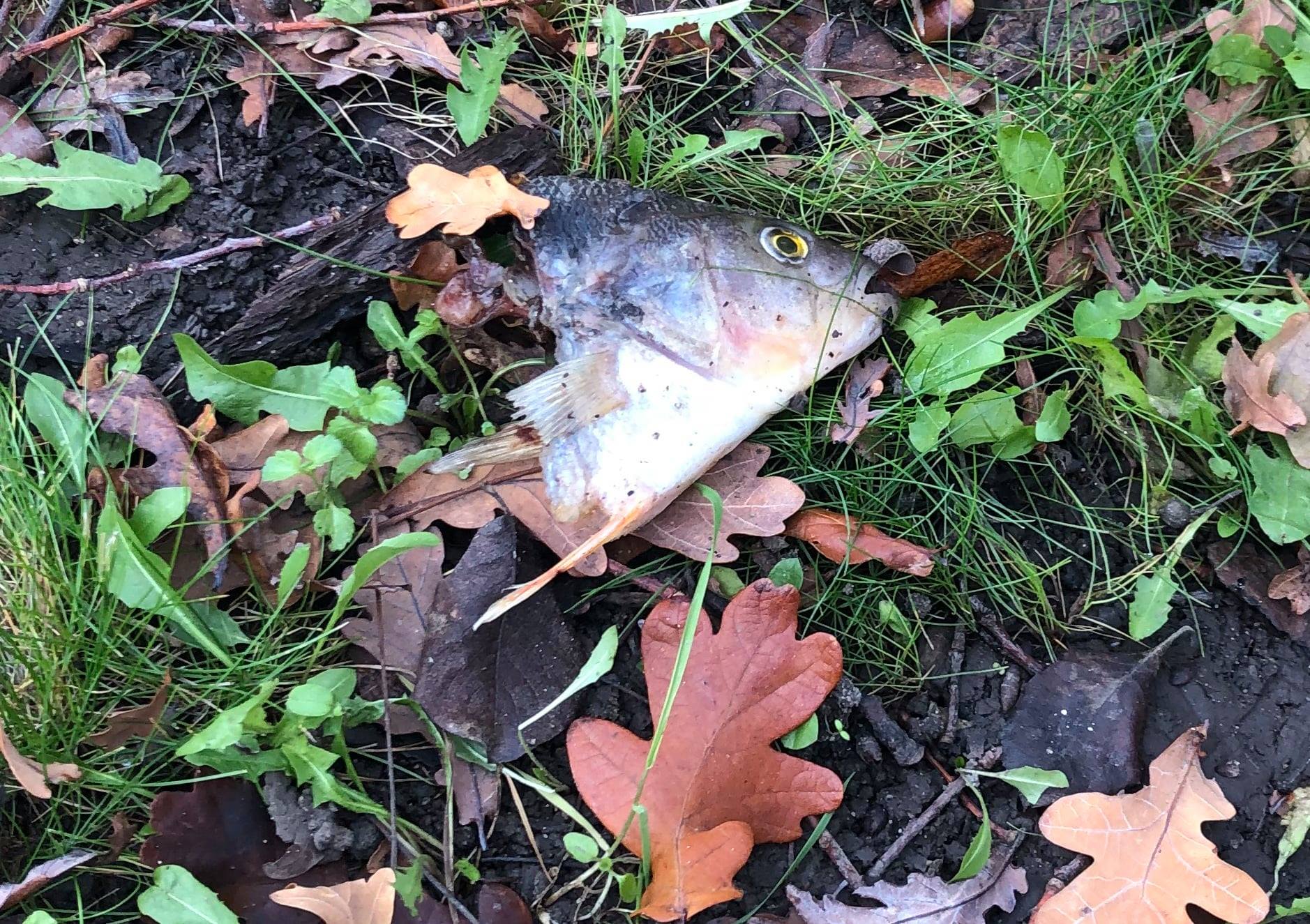 Ryby z jezírka v parku Václava Havla někdo zabil a uřezal jim hlavy