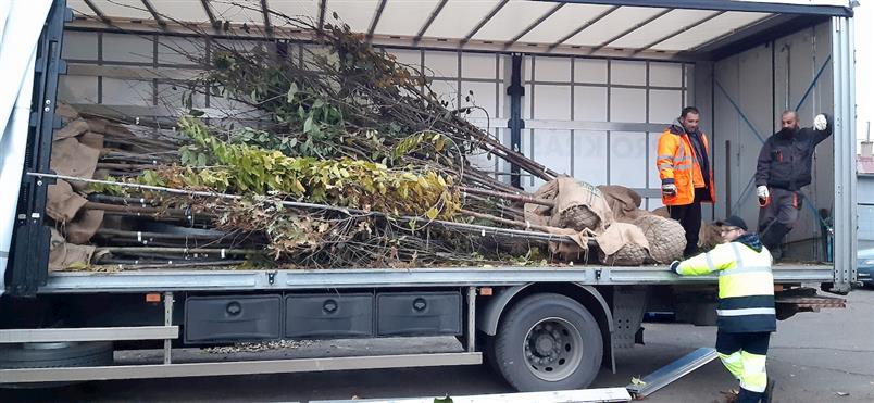 V Lovosicích během listopadu vysázeli skoro 200 nových stromů