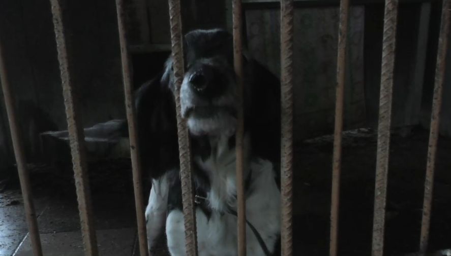 ŘEPNICE: Psí domov se ujal 13 psů, žili v nevhodných podmínkách