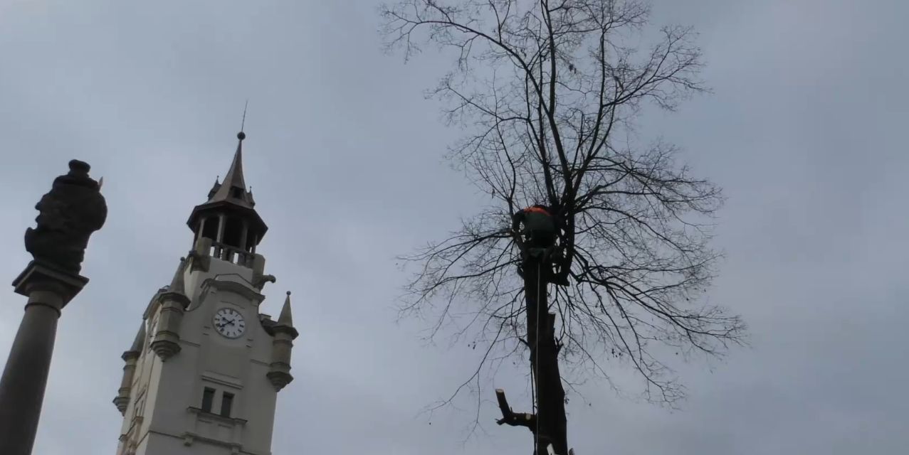 LOVOSICE: Nemocné lípy u sochy sv. Václava byly pokáceny, nahradí je nové