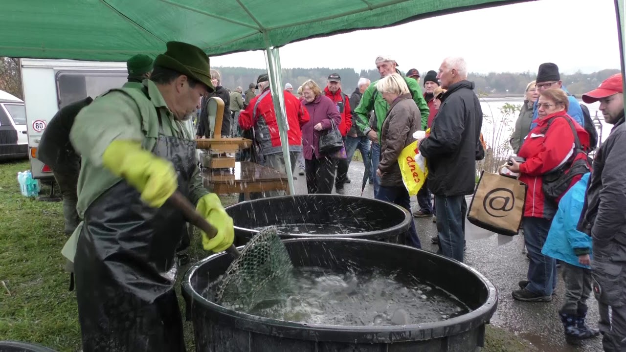 Výlov Chmelaře letos bez prodeje živých ryb i bez občerstvení