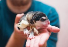 VOLNÁ MÍSTA: Veterinární lékaři