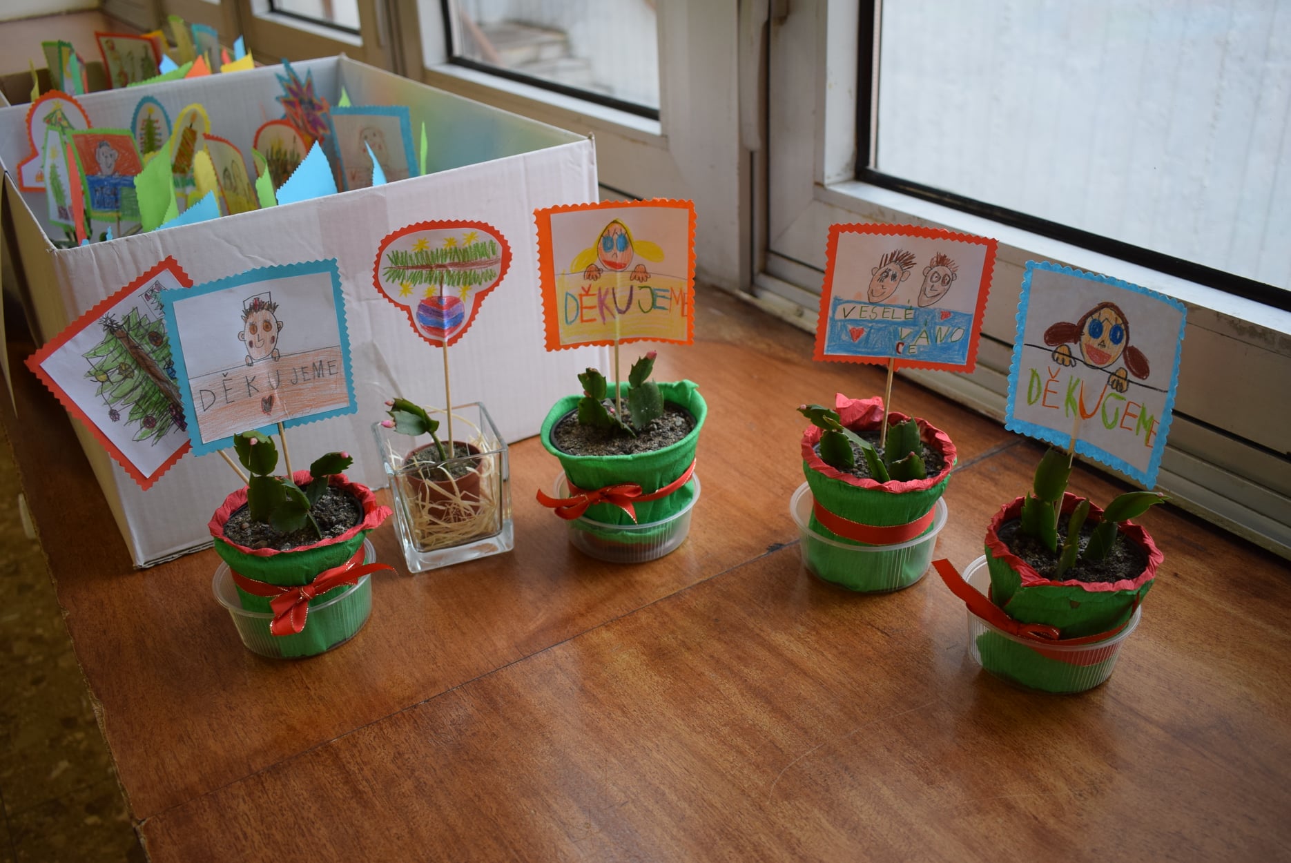 Žáci ZŠ U Stadionu do nemocnice poslali vánoční kaktusy a krásné vzkazy