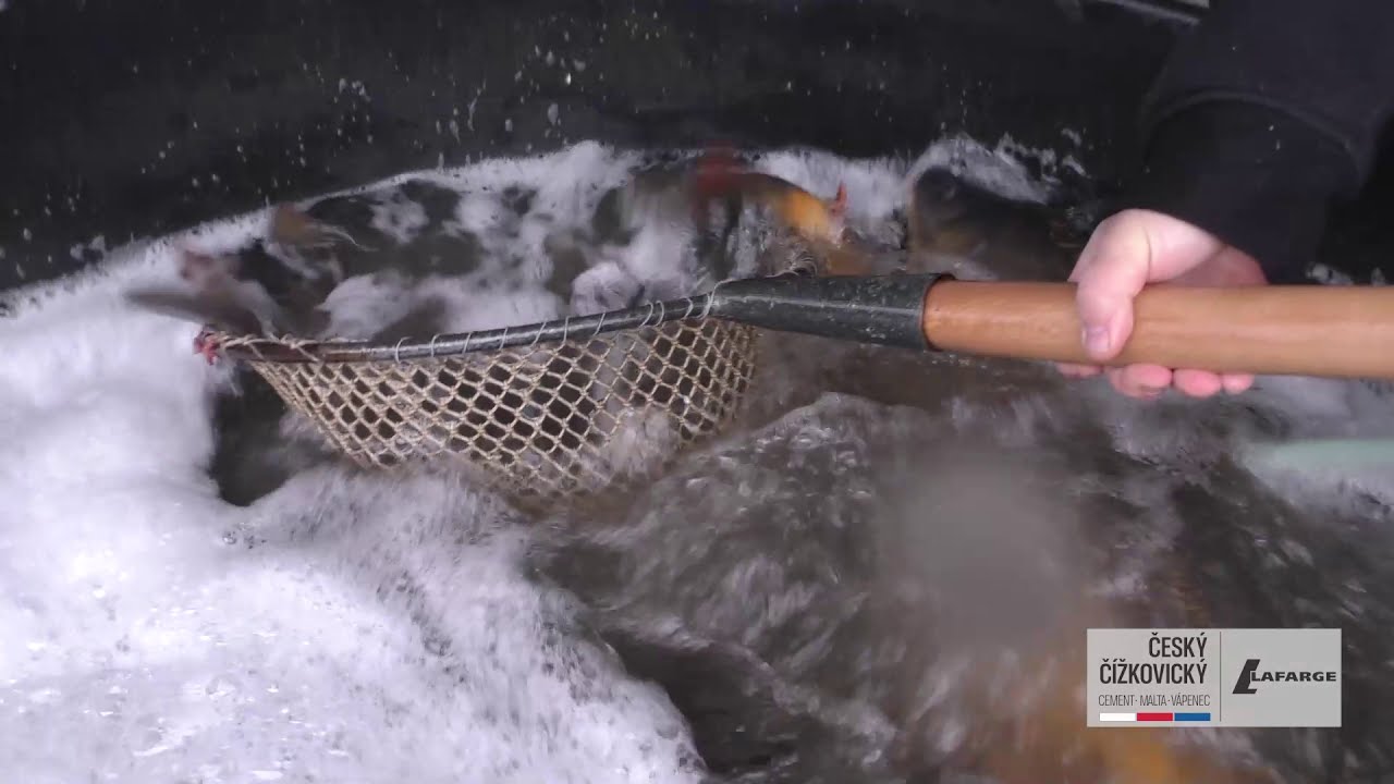 ČÍŽKOVICE: Vánoční kapr jako poděkování pro zaměstnance cementárny Lafarge