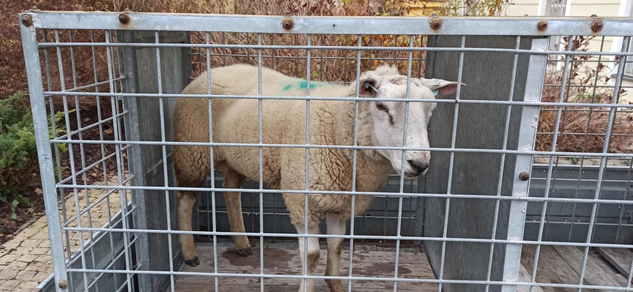 Do vilové čtvrti se zatoulala ovce. Pomohla městská policie