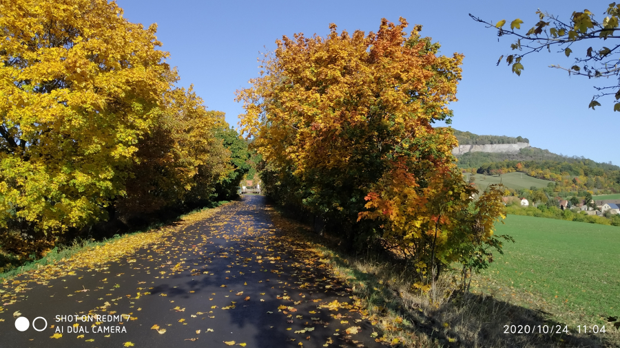 Alej u Dobkoviček je Alejí roku v Ústeckém kraji