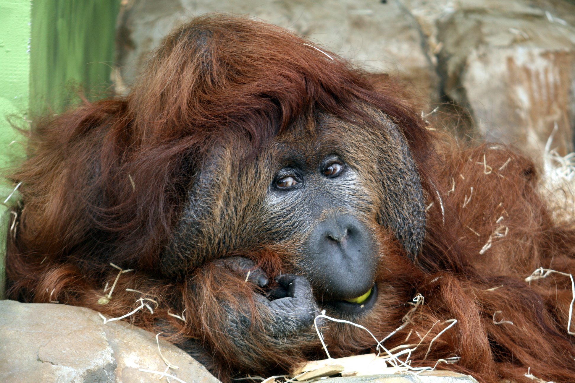Orangutany z ústecké ZOO čeká stěhování, nemají vhodné podmínky