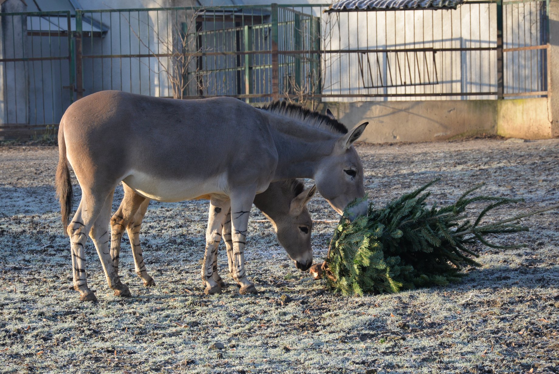 Vánoční stromky, které se neprodaly, udělaly radost v ústecké ZOO
