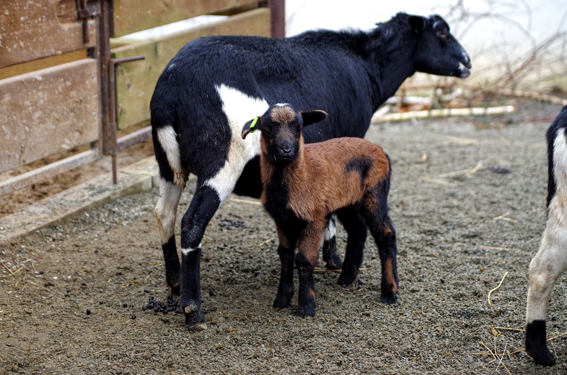 V ústecké ZOO se hned po Novém roce narodilo několik jehňátek