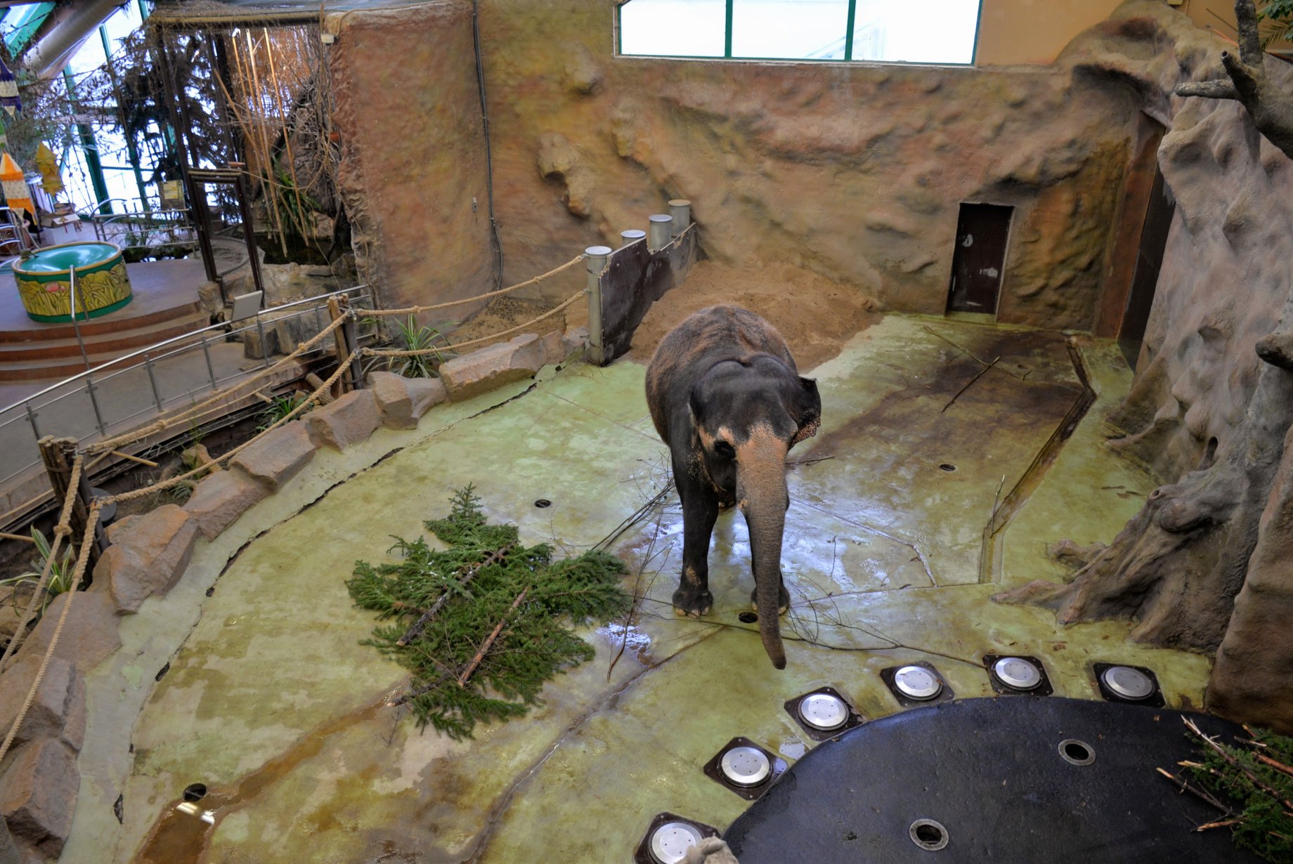 Na ústeckém vánočním stromě si pochutnala slonice Delhi