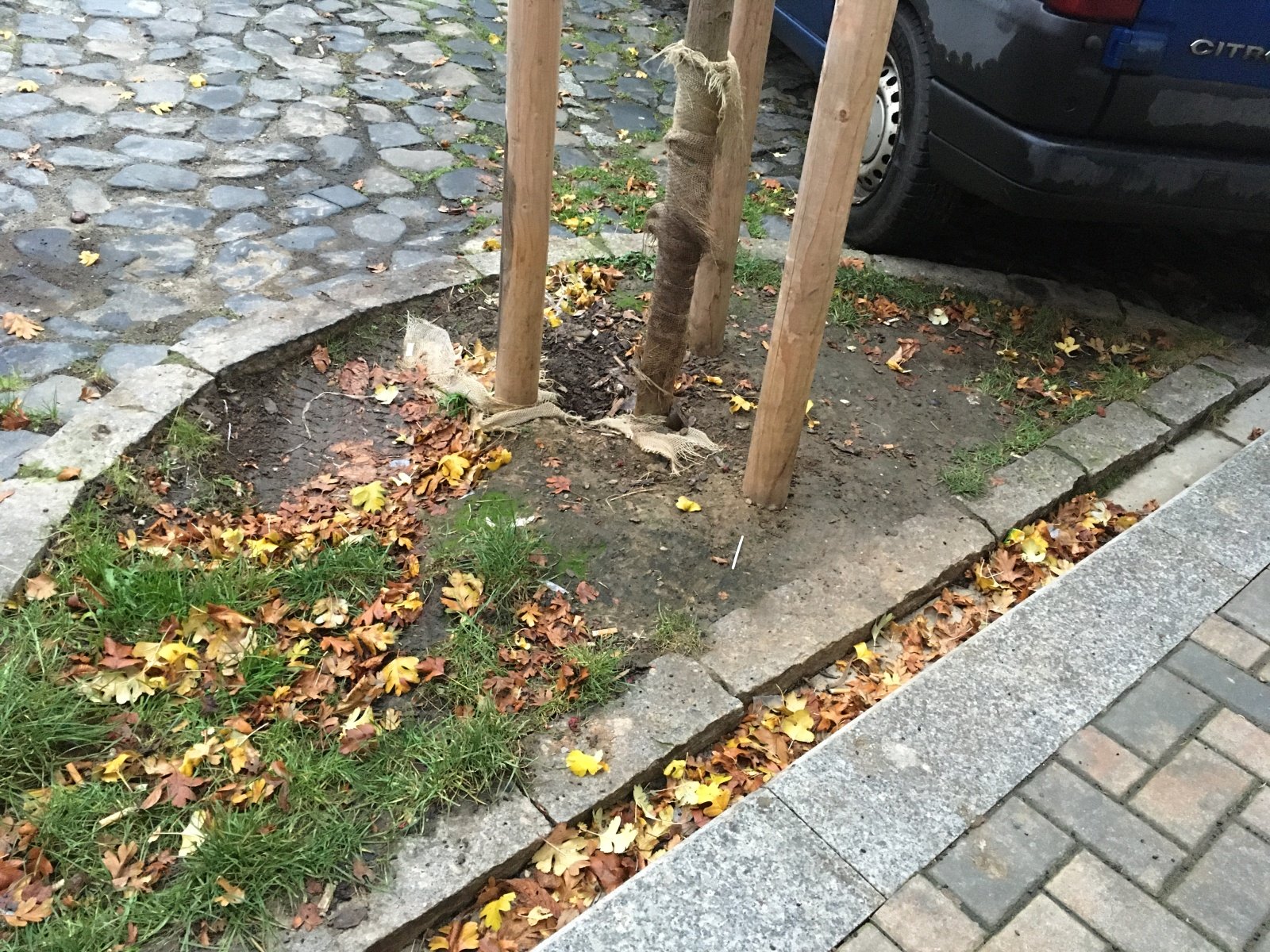 Stromy v litoměřické Palachově ulici čelí nájezdům řidičů, odborník hledá řešení