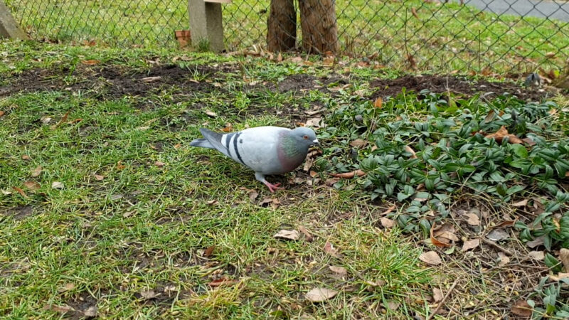 ŠTĚTÍ: Probíhá každoroční odchyt přemnožených holubů
