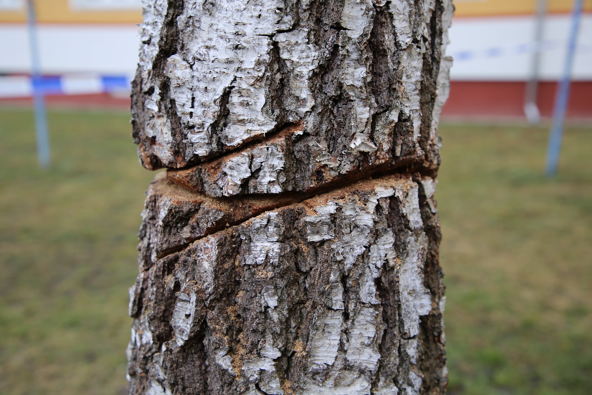 Zatím neznámý vandal v Roudnici poškodil břízu. Musela jít k zemi