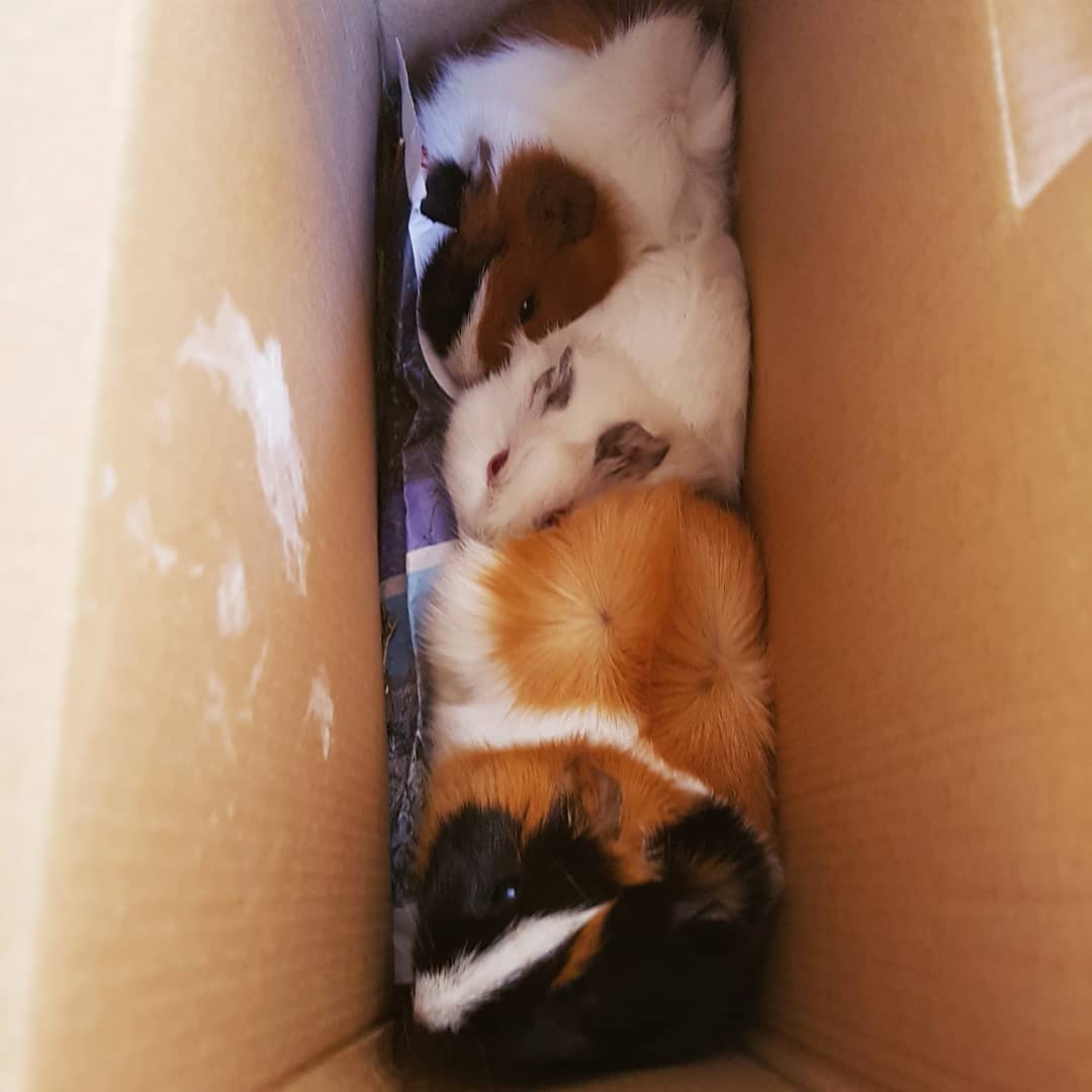 V libochovickém zámeckém parku někdo nechal krabici plnou morčátek