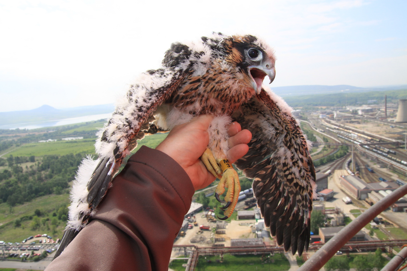 Hnízdní sezóna sokolů začala. „Buďte ohleduplní,“ prosí ochranáři