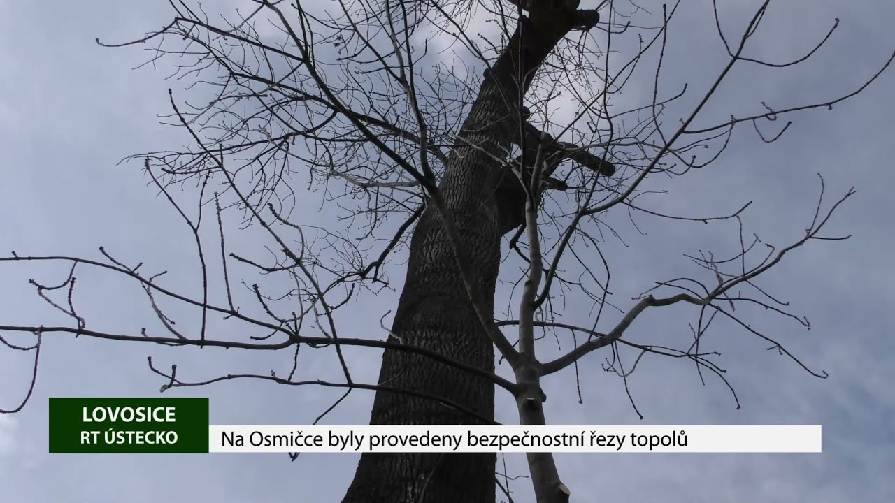 LOVOSICE: Na Osmičce byly provedeny bezpečnostní řezy topolů