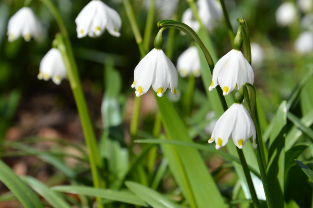 Bledule jarní každoročně rozzáří okolí lučního potoka