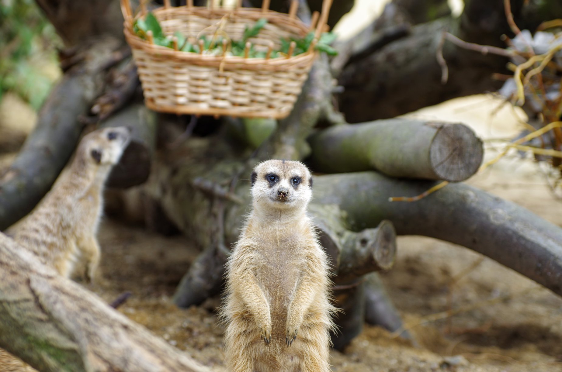 Ústecká ZOO přivítá i materiální pomoc