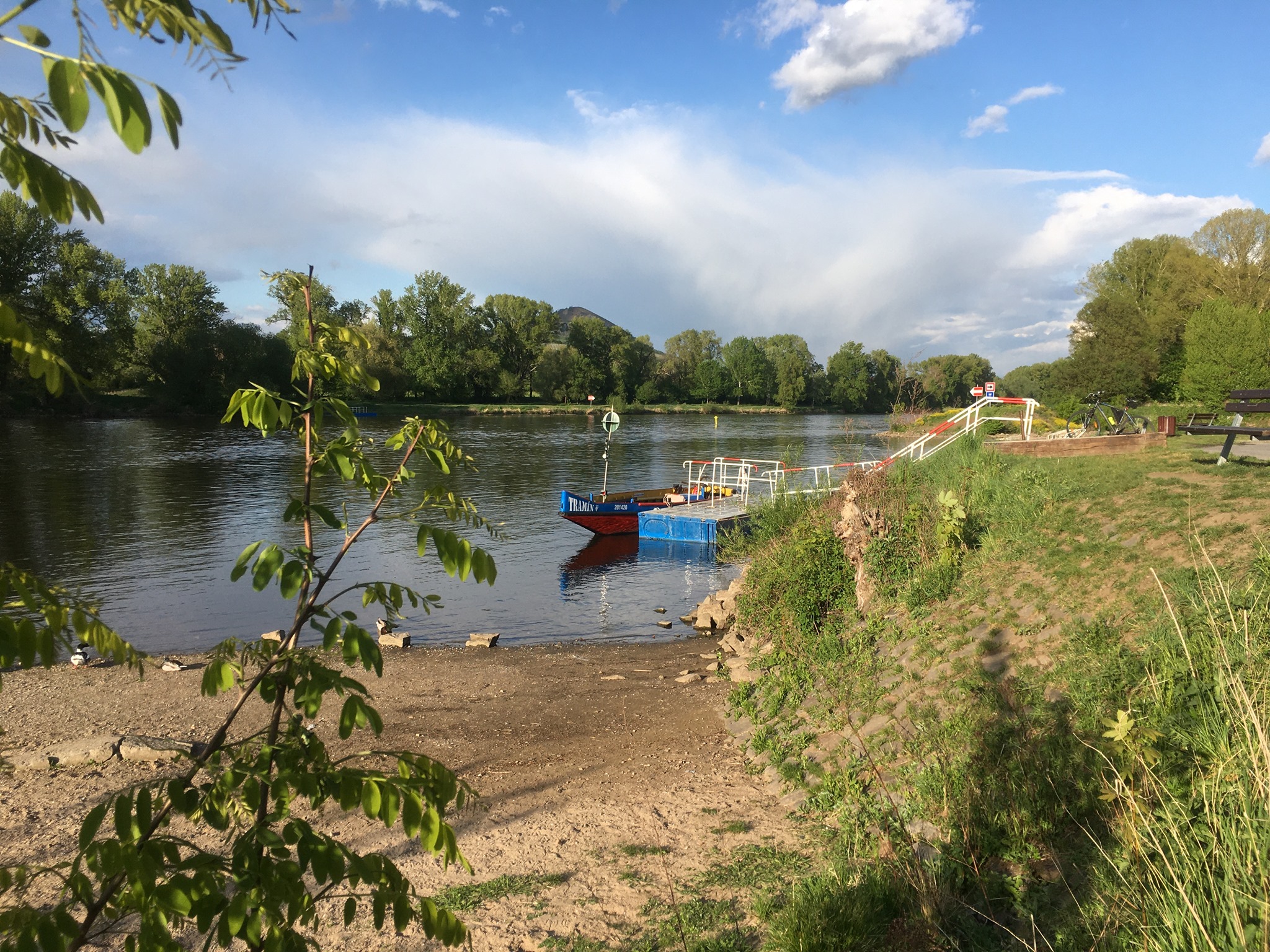 Lovosický přívoz od zítřka v provozu, Tramín už je na vodě
