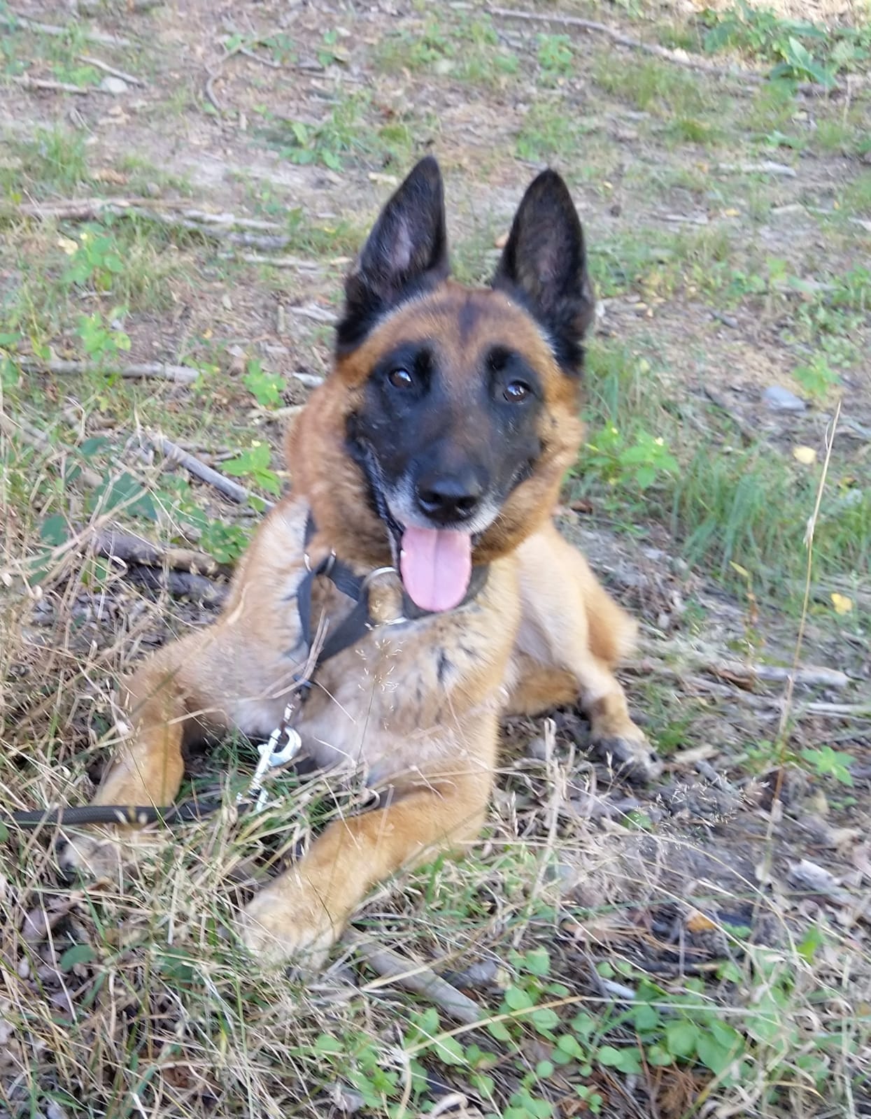 Roudnický služební pes Egon chytil zloděje přímo při činu