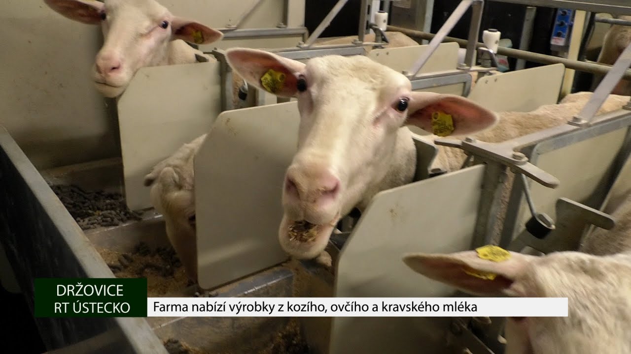 Držovice: Farma nabízí výrobky z kozího, ovčího a kravského mléka