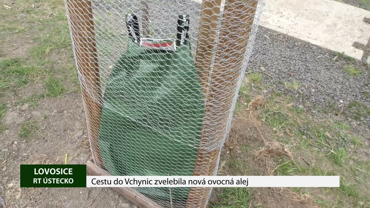 LOVOSICE: Cestu do Vchynic zvelebila nová ovocná alej