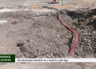 LOVOSICE: Na Václavské náměstí se v květnu vrátí lípy