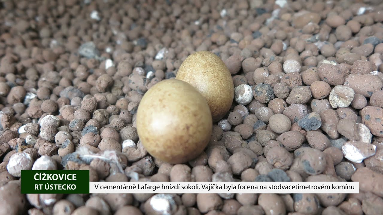 ČÍŽKOVICE: V cementárně Lafarge hnízdí sokoli. Vajíčka byla focena na stodvacetimetrovém komínu