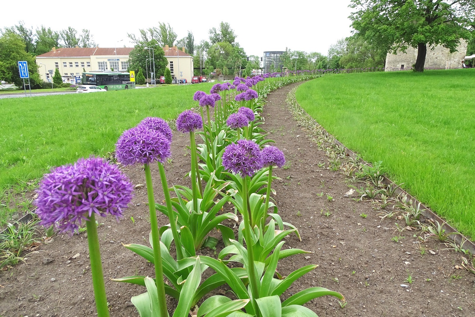Mezibraní v Litoměřicích rozkvetlo do krásy