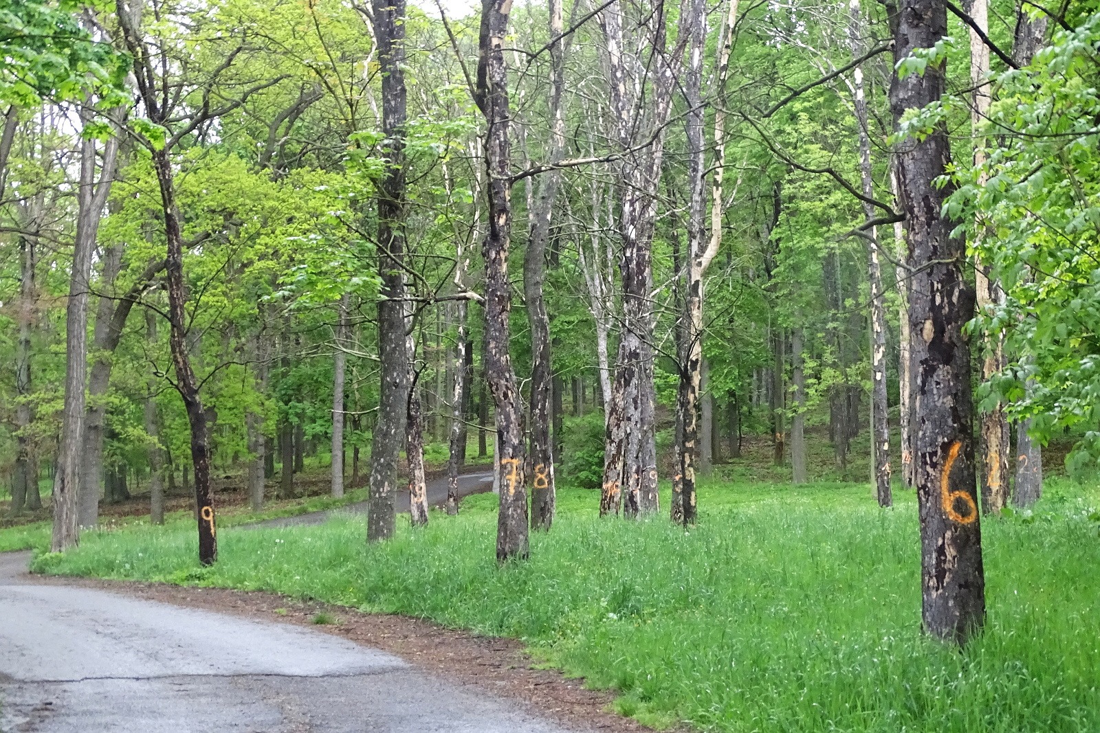Uschlé stromy na Mostce stále nemohou být pokáceny