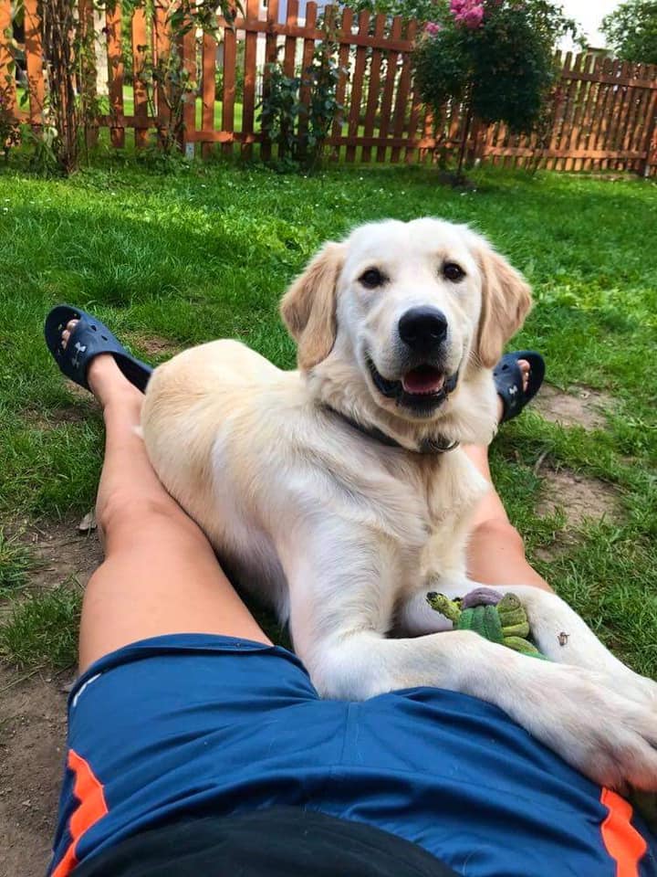 Fenka zlatého retrívra Bella je doma, našla se zamčená na cizí zahradě