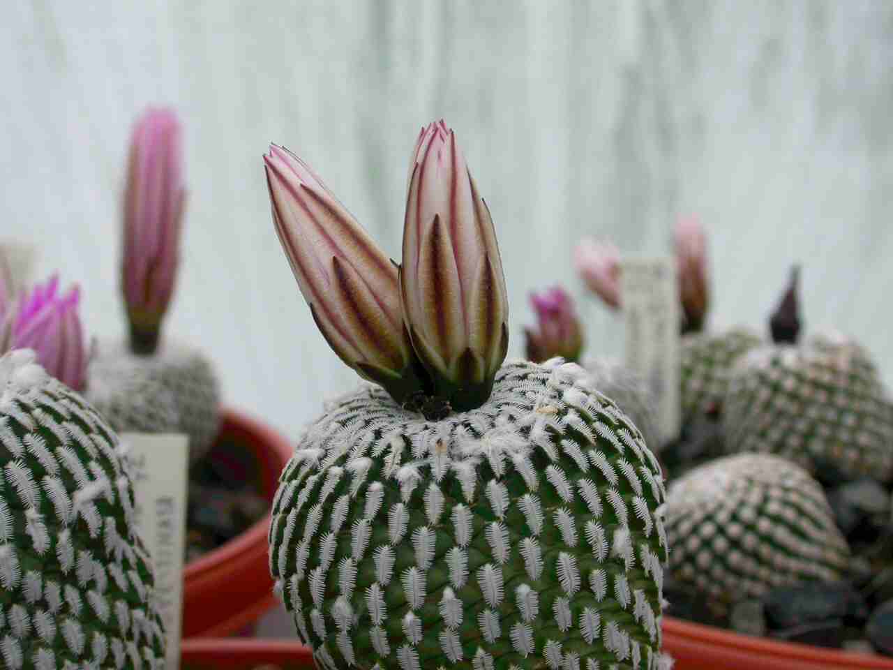 V Libochovicích tento víkend začíná výstava kaktusů