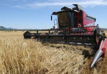 FOTOREPORTÁŽ: Na Litoměřicku začaly žně