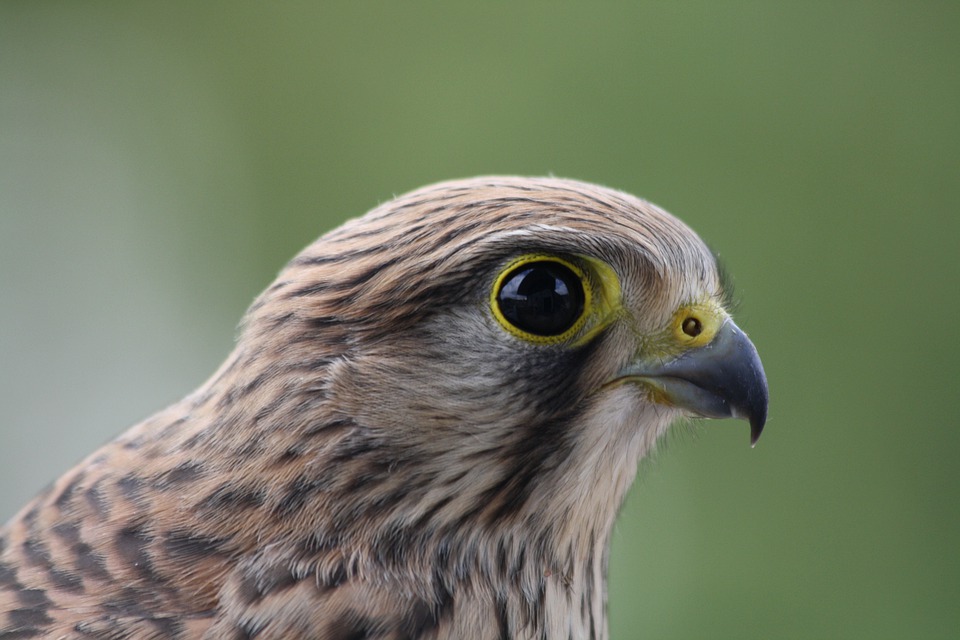Letošní poslední Hravý úterek ve znamení „Dne zvířat“